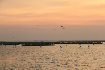 sunset and flamingos