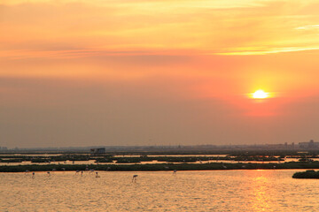 sunset and flamingos