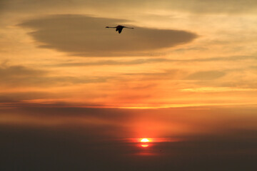 Fototapeta na wymiar sunset and flamingos
