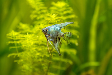 Blue angelfish in tank fish with blurred background (Pterophyllum scalare)
