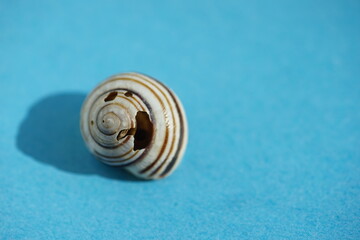 Old broken striped seashell on yellow table