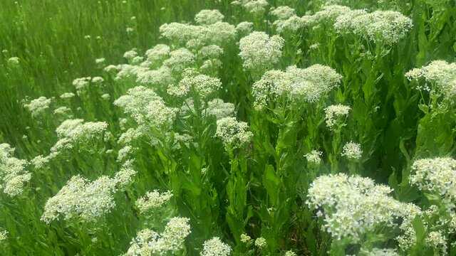 Wild white flowers. ajwain flower. Yarrow medical, wild grass