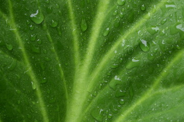 Bergenia green leaf in water drops, closeup of green leaf, green background.
