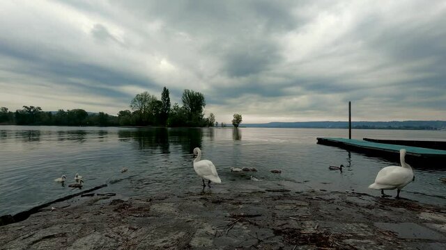 Swans at Dawn on the Lake