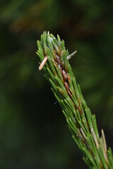 Pine sprouts. Pinaceae evergreen conifer.