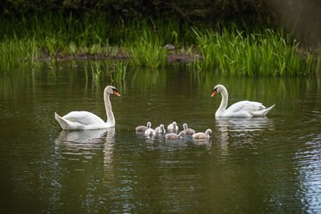 Wild white mute swan family with seven cute little offsprings swimming in green lake.