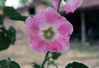 a mallow blossom blooms in spring