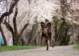 biegnący pies w parku - obrazy, fototapety, plakaty
