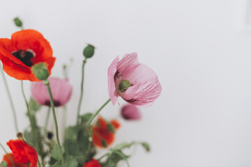Naklejka premium Beautiful poppies bouquet on white wall background, petals close up. Gathering countryside wildflowers, rural still life. Red common poppy and purple opium poppy flowers