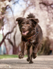Biegnący radośnie pies o czekoladowym umaszczeniu © nitka_zaplatana