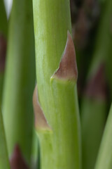 Close-Up of a Group Asparagus Stalk