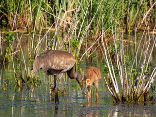 Sandhill Crane family at Montezuma Wildlife Refuge