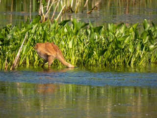 Sandhill Crane baby at Montezuma Wildlife Refuge