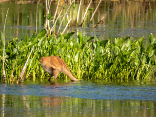 Sandhill Crane baby at Montezuma Wildlife Refuge