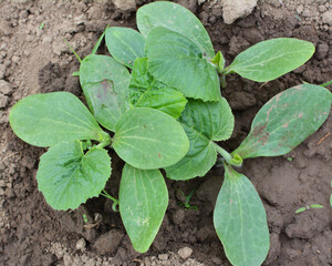 Young zucchini seedlings grow in the open ground