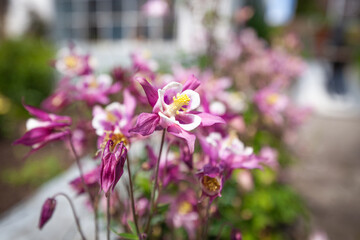 Obraz premium Akelei