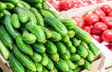 Freshly harvested cucumbers and tomatoes