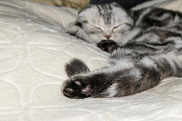 The black-white-gray cat is  sleeping. Hind cat paw and tail close-up. Fluffy short wool.