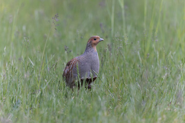 Perdirx grise Perdix perdix en prise rapprochée