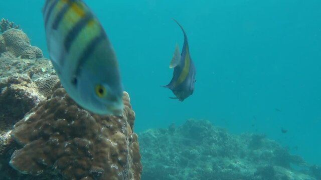 Arabian Angelfish or Pomacanthus asfur at the coral reef of Kish Island, Iran