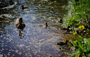 
Duck with ducklings swimming on the water, photo in the afternoon