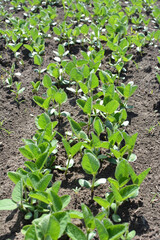 Soybean seedlings on a farm field