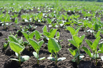 Soybean seedlings on a farm field