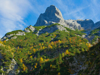 forest around the top of the mountain in the Alps