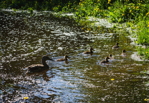 
Duck with ducklings swimming on the water, photo in the afternoon