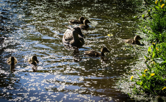 
Duck with ducklings swimming on the water, photo in the afternoon