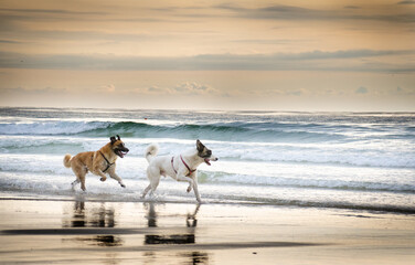 galopade fraternelle