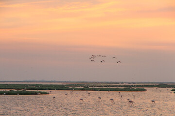 sunset and flamingos