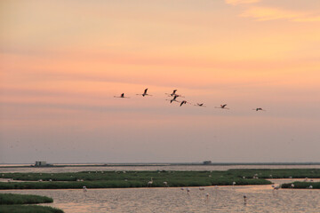 sunset and flamingos