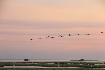 sunset and flamingos