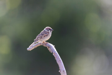 Moineau friquet Passer montanus dans son environnement naturel