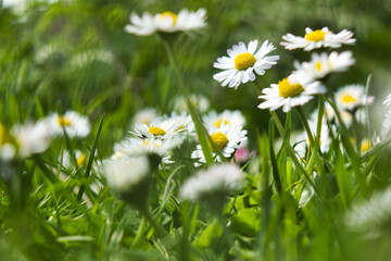 white daisies in a grass