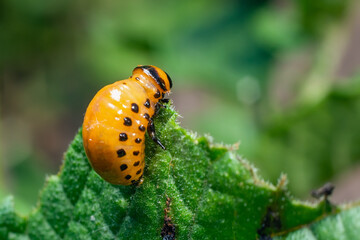 Colorado potato beetle larvae eats potato leaves, damaging agriculture