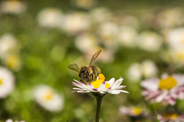 bee on a flower