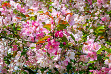 Flowers of blooming apple tree in spring