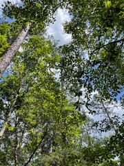 Fototapeta premium trees in the forest
