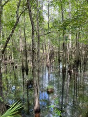 swamps at Blackwater River State Park Florida 