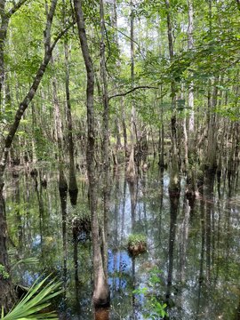 Swamps At Blackwater River State Park Florida 