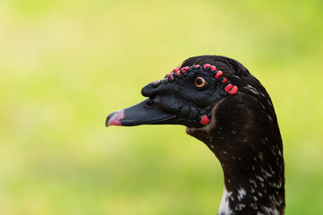 Muscovy duck ( Carina moschata ) in early spring morning in Ramat Gan park. Israel.
