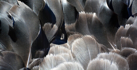 Feathers of black swan is a large waterbird, a species of swan which breeds mainly in Australia. A...