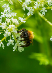 bee on a flower