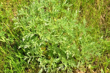 Photographed wormwood plant close-up in the spring

