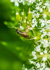 wasp on a flower