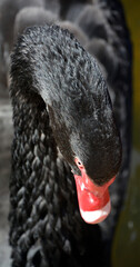 Black swan is a large waterbird, a species of swan which breeds mainly in Australia. A New Zealand...
