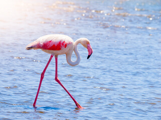 Fototapeta na wymiar Flamingo walk in shallow water, Walvis Bay, Namibia