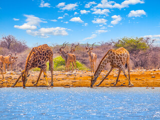 Two giraffes drinking water from waterhole. With bent long neck and outstretched legs. Dry savanna...